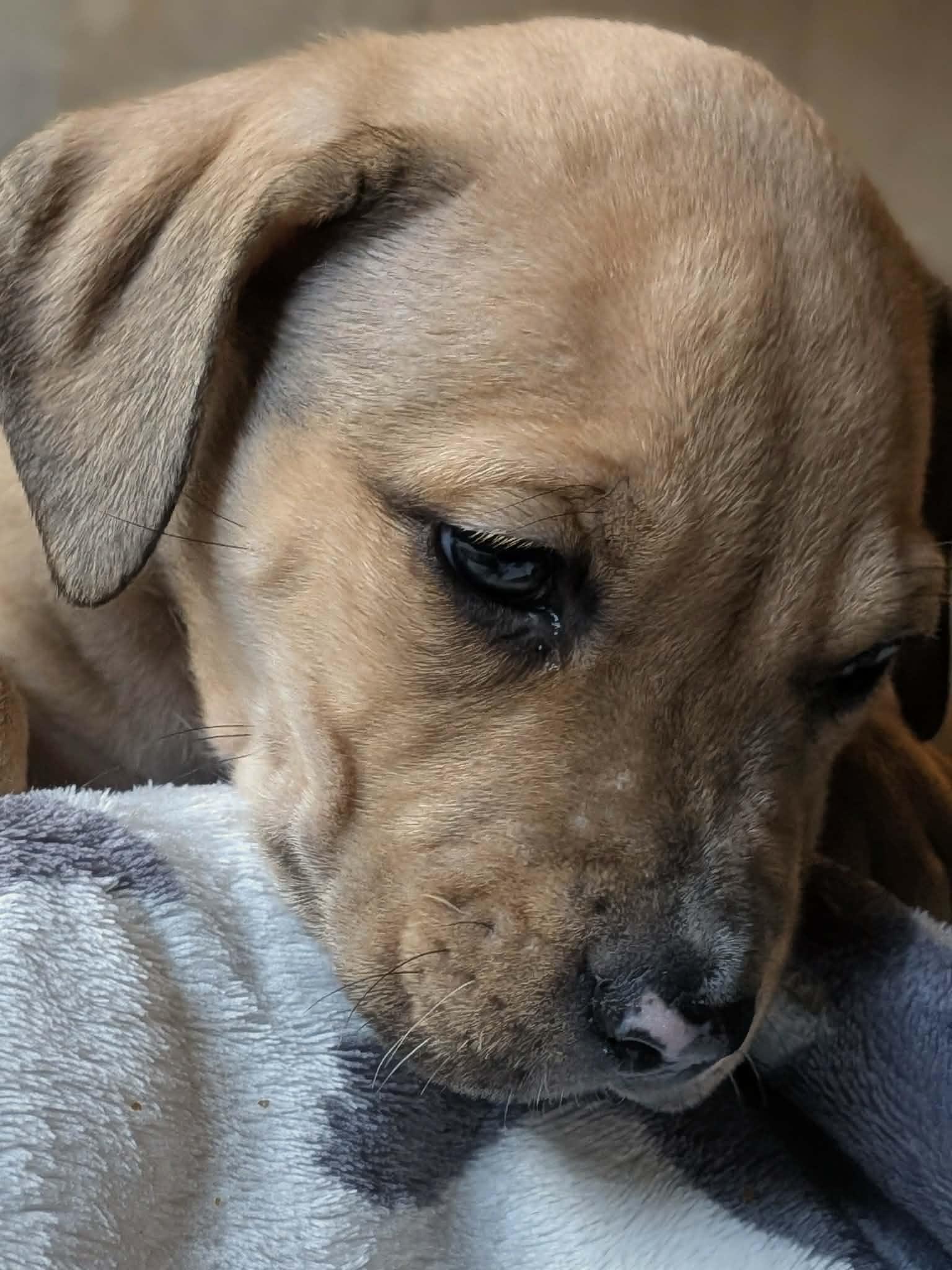 Enlarge Chuck, a ADOPTABLE Mixed Breed in Watertown, WI image 4/4