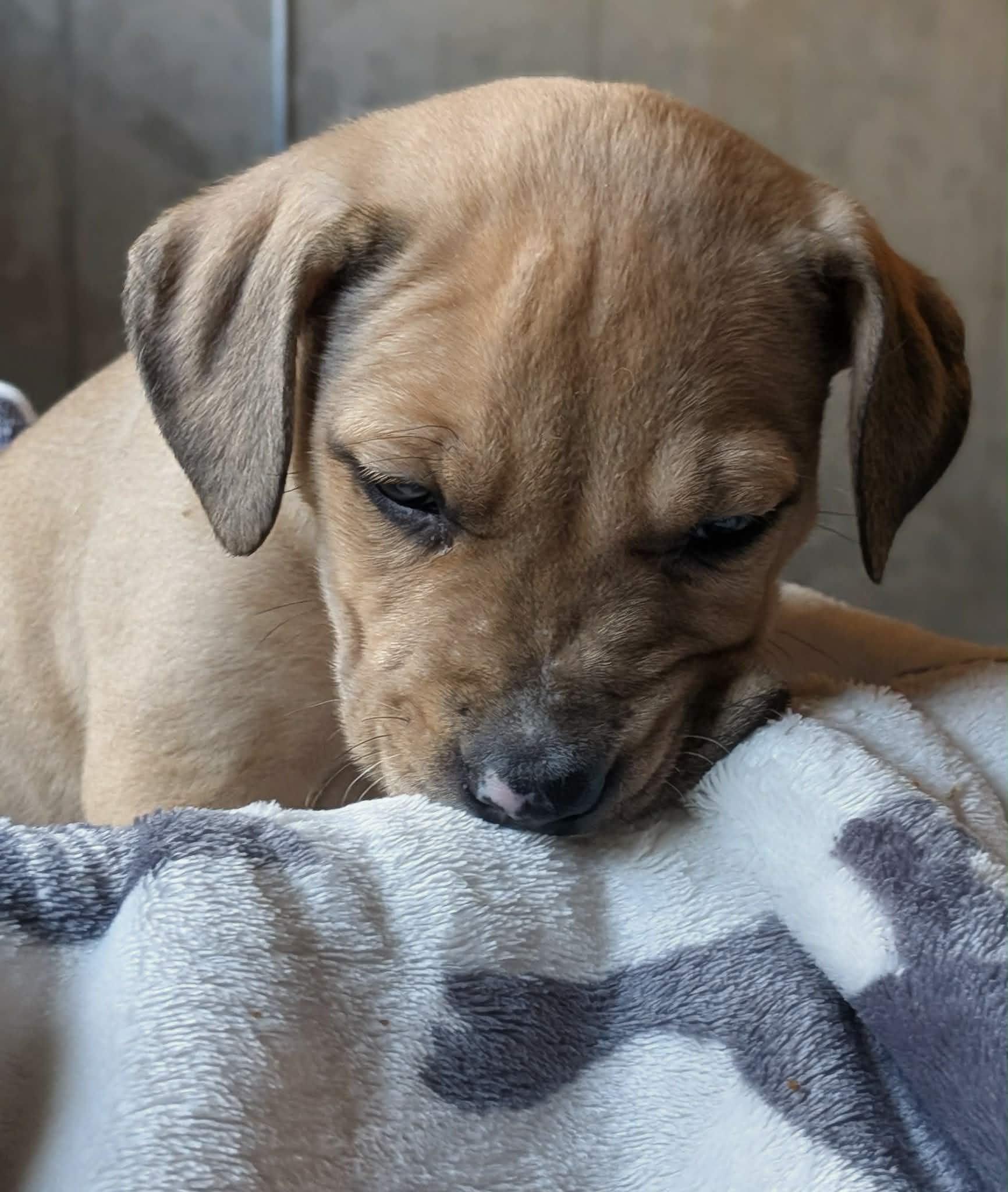 Enlarge Chuck, a ADOPTABLE Mixed Breed in Watertown, WI image 2/4