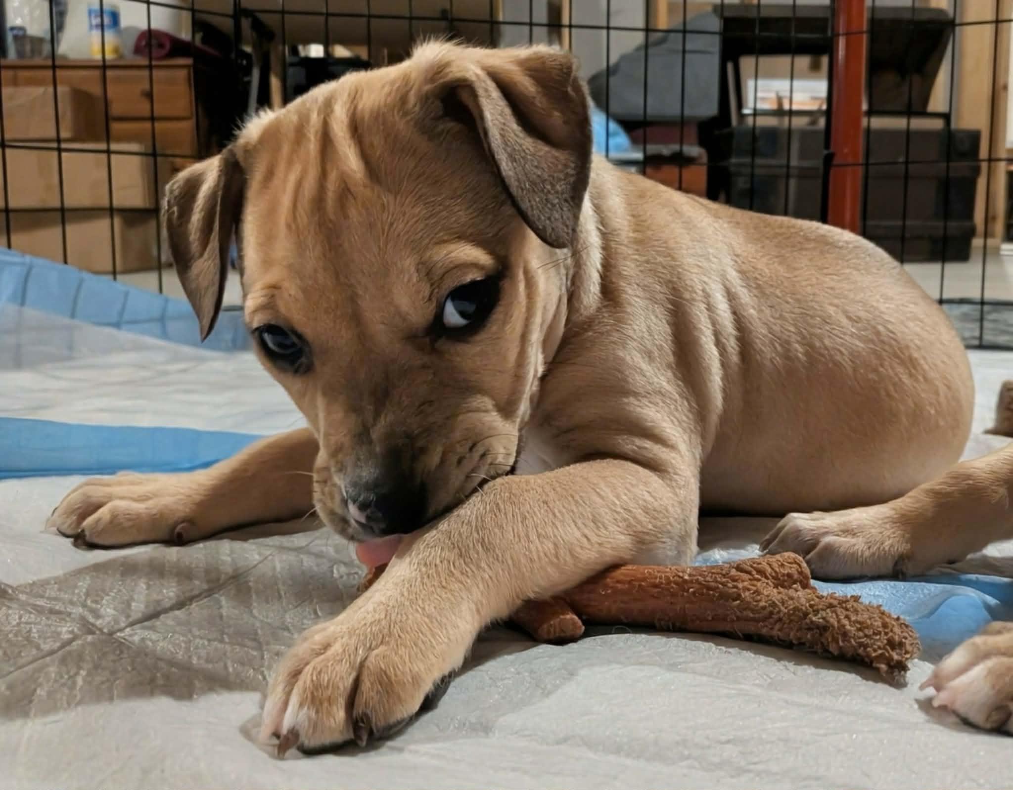 Enlarge Chuck, a ADOPTABLE Mixed Breed in Watertown, WI image 3/4