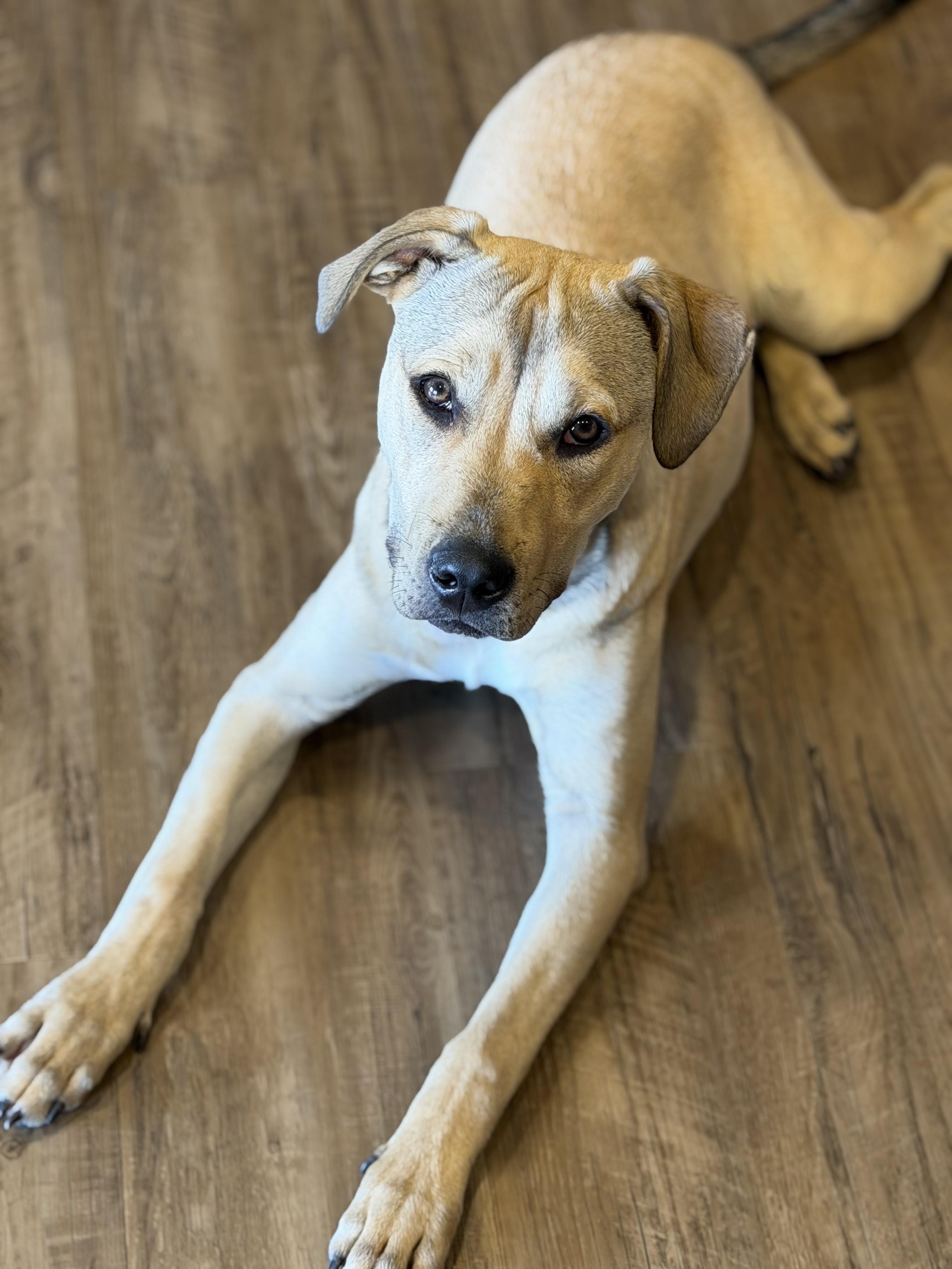 Enlarge Chuck, a Adoptable mixed breed in Watertown, WI image 3/5
