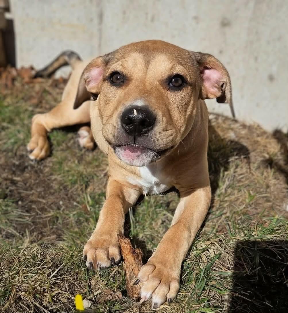 Enlarge Chuck, a Adoptable mixed breed in Watertown, WI image 5/5