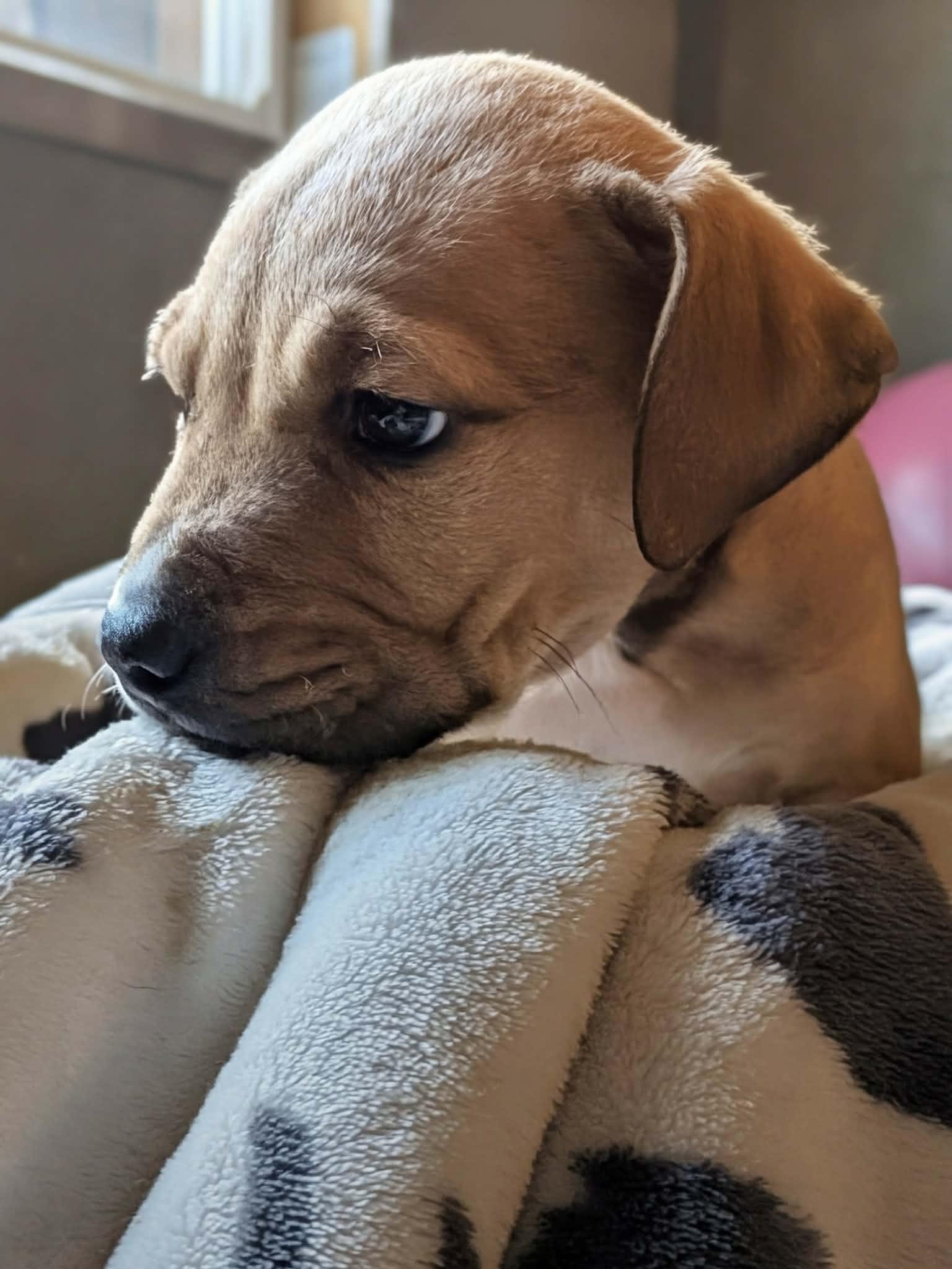 Enlarge Chuck, a ADOPTABLE Mixed Breed in Watertown, WI image 1/4