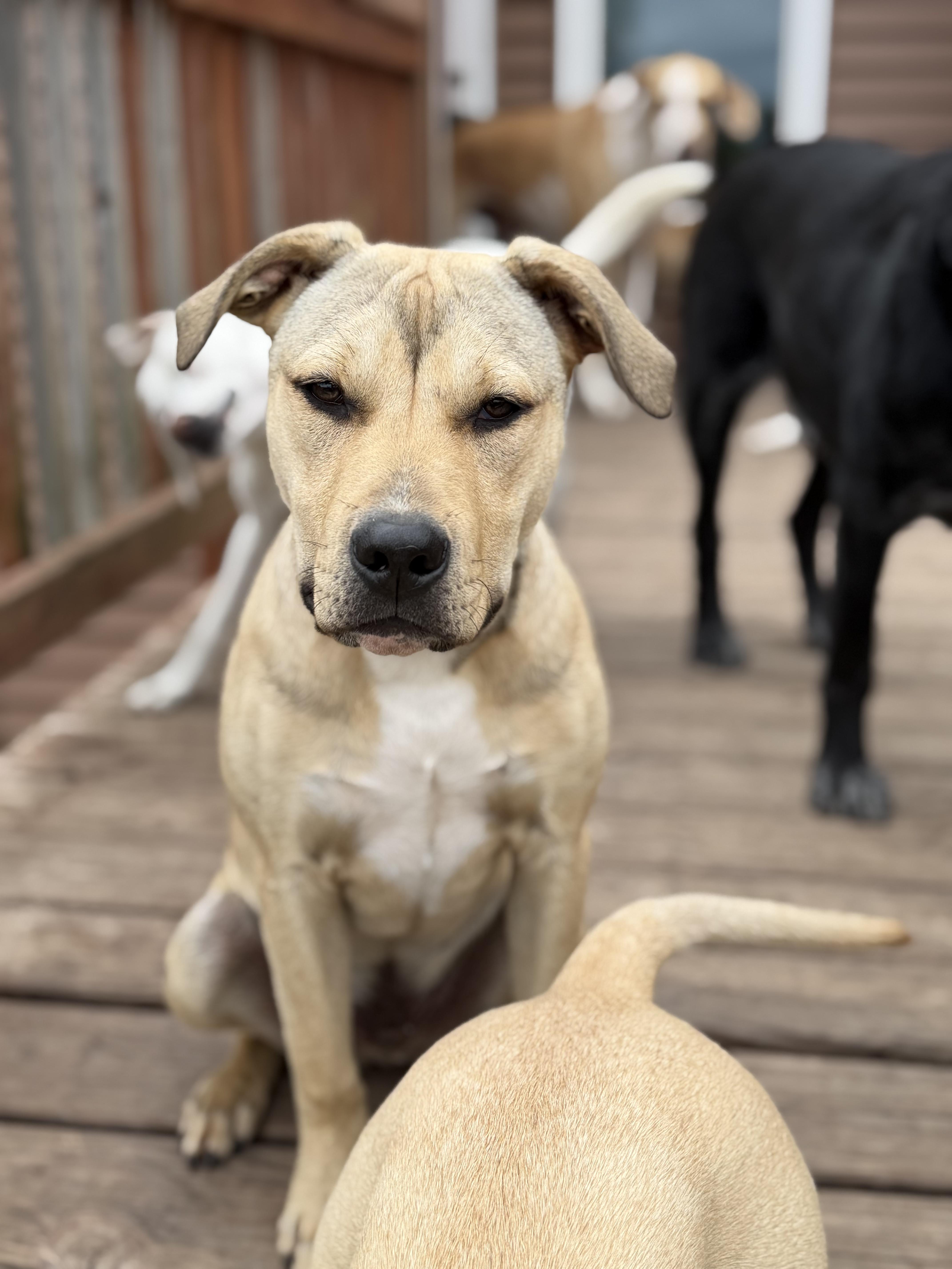 Chuck, ADOPTABLE, Puppy • Male, American Staffordshire Terrier.