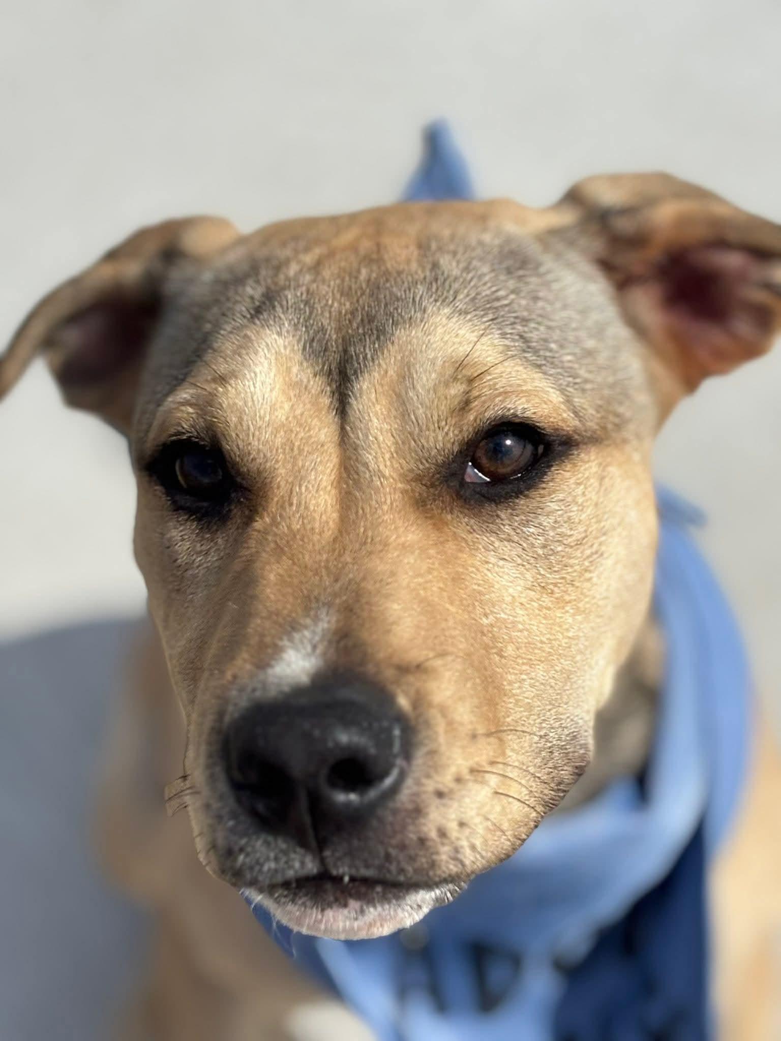 Enlarge Chuck, a Adoptable mixed breed in Watertown, WI image 4/5
