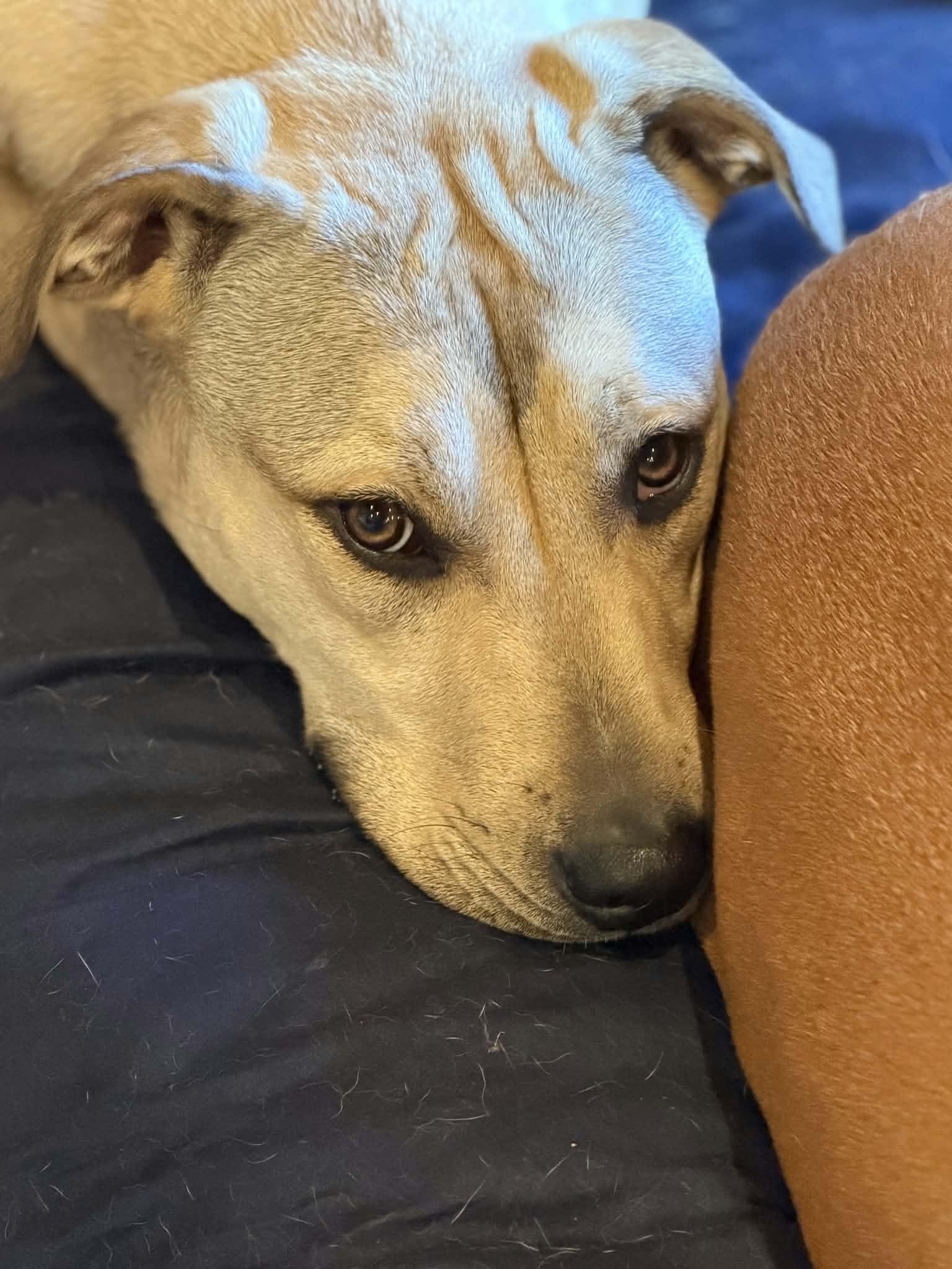 Enlarge Chuck, a Adoptable mixed breed in Watertown, WI image 2/5