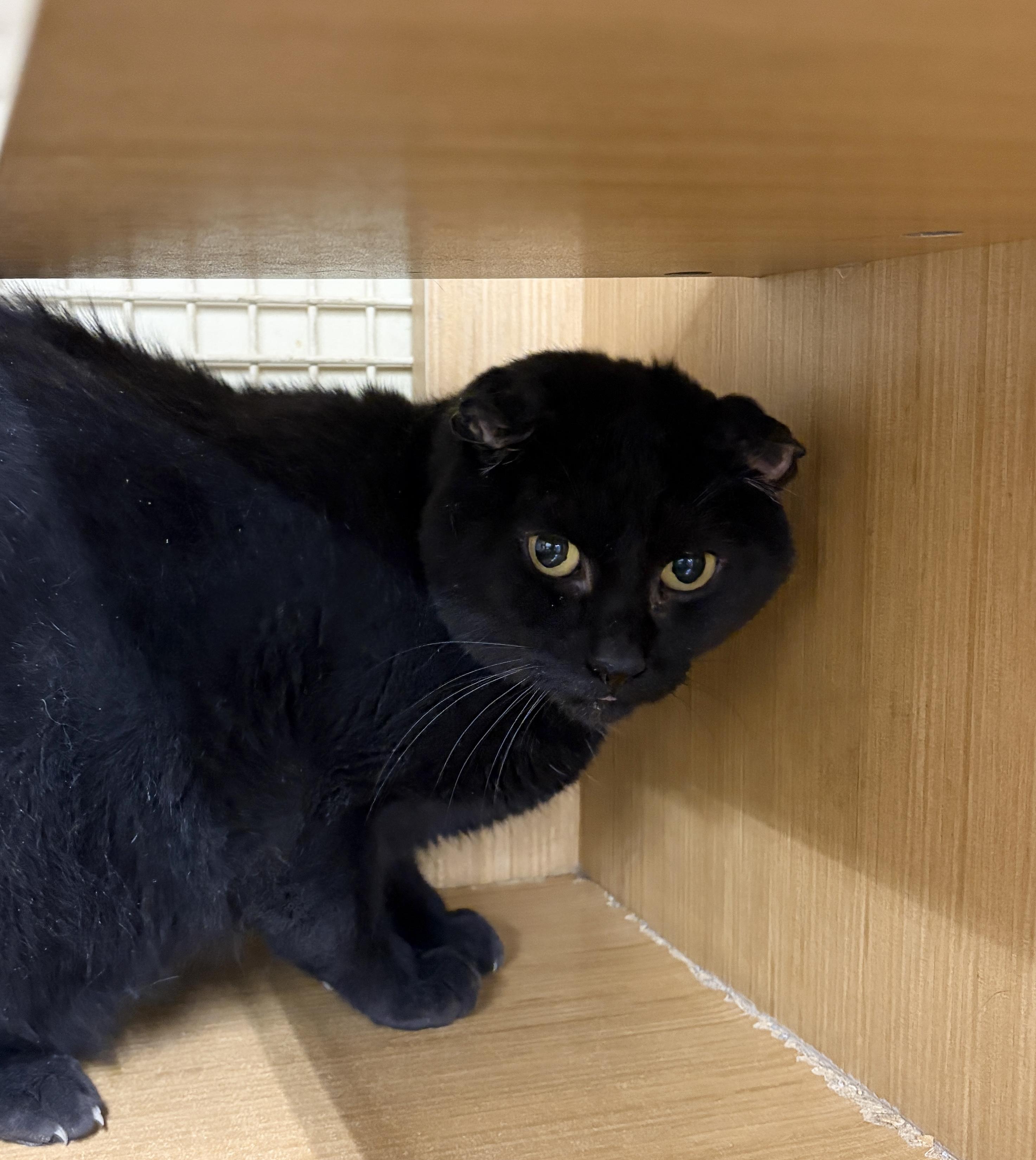 Enlarge Onyx, a ADOPTABLE Domestic Short Hair in Easley, SC image 3/3