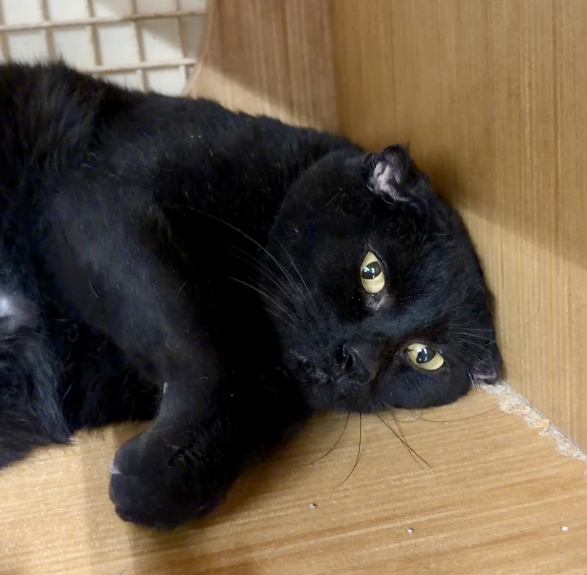 Onyx, ADOPTABLE, Adult Male Domestic Short Hair.