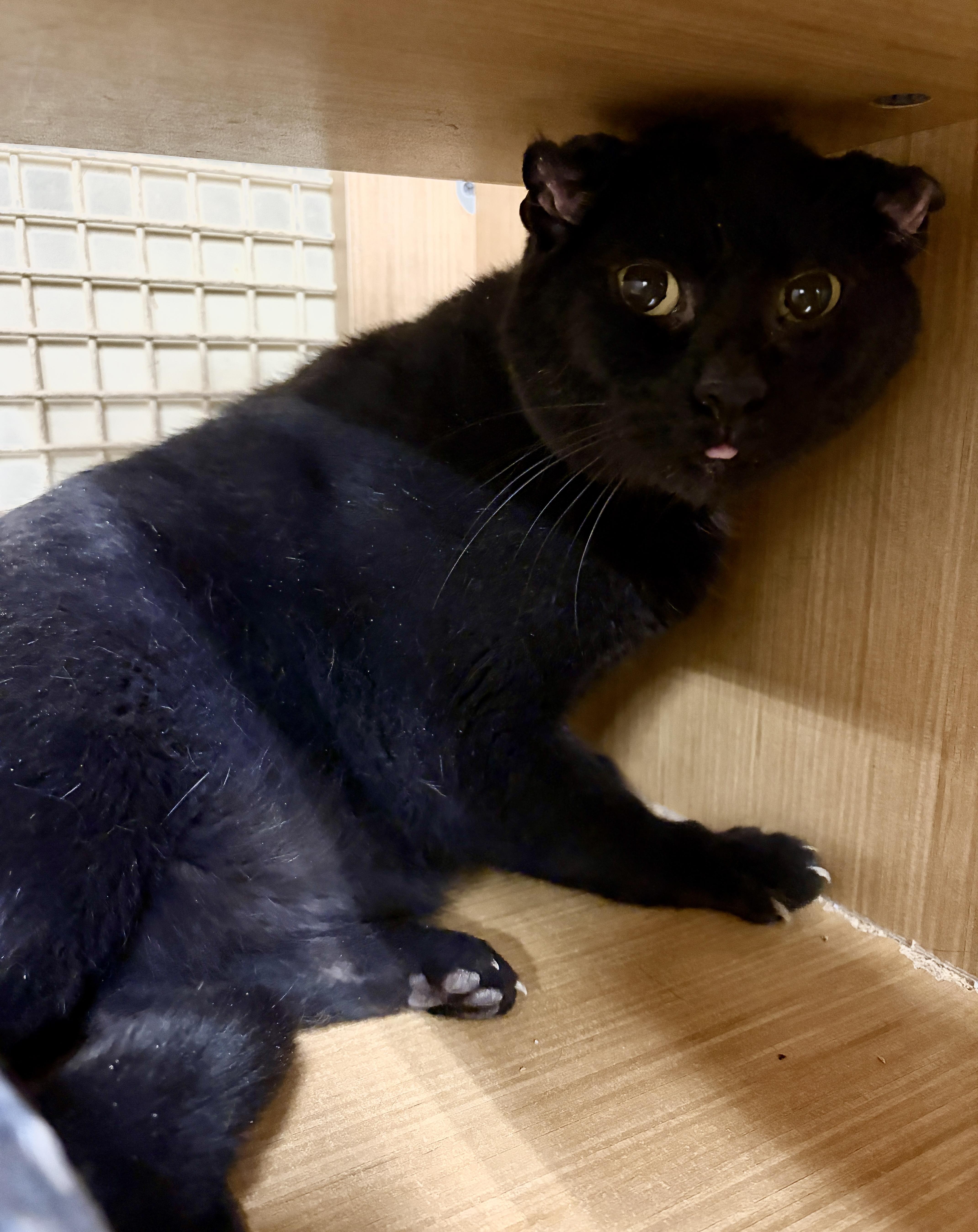 Enlarge Onyx, a ADOPTABLE Domestic Short Hair in Easley, SC image 2/3