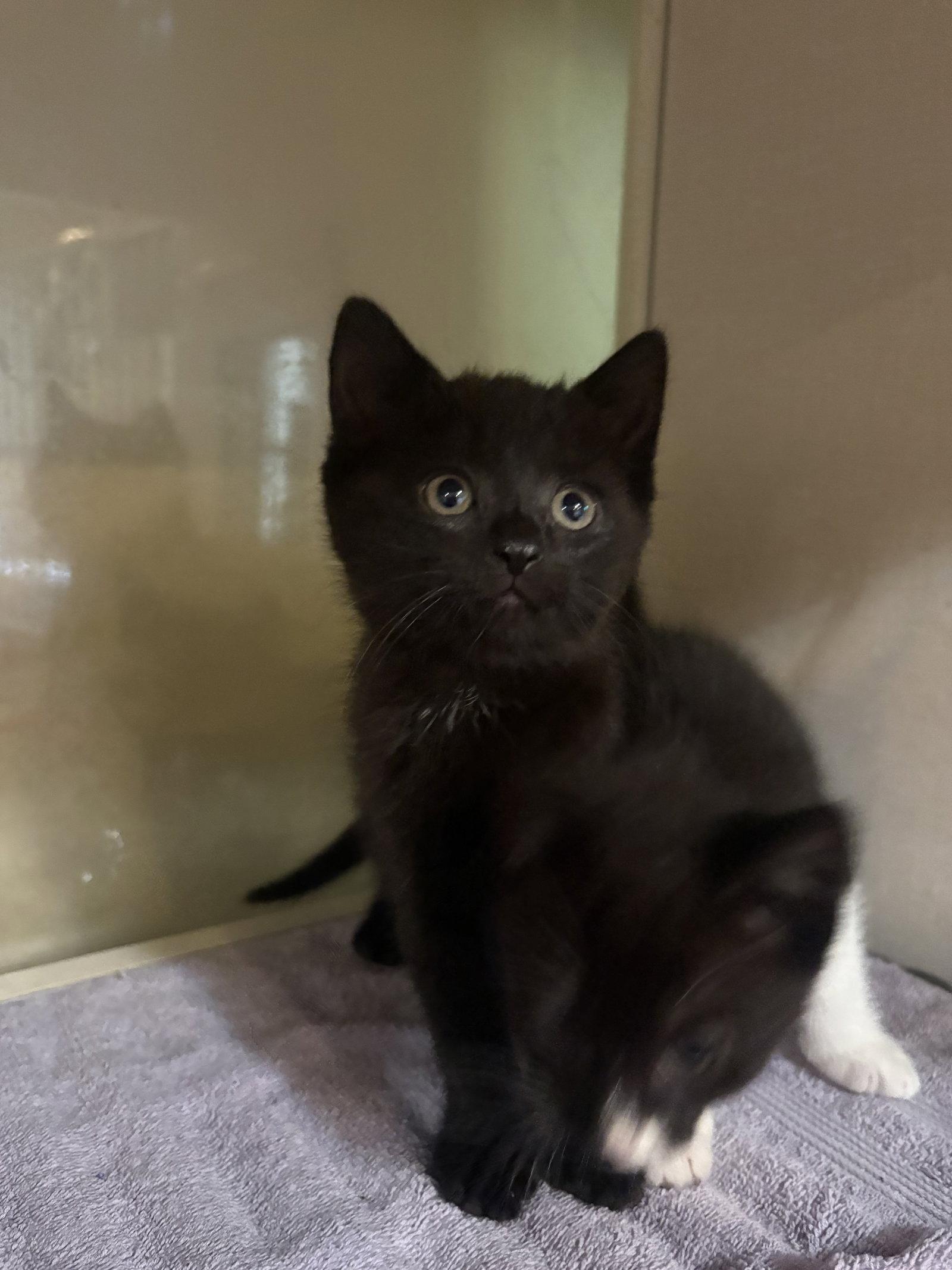Enlarge Sparky, a Adopted Domestic Short Hair in Yardley, PA image 1/2