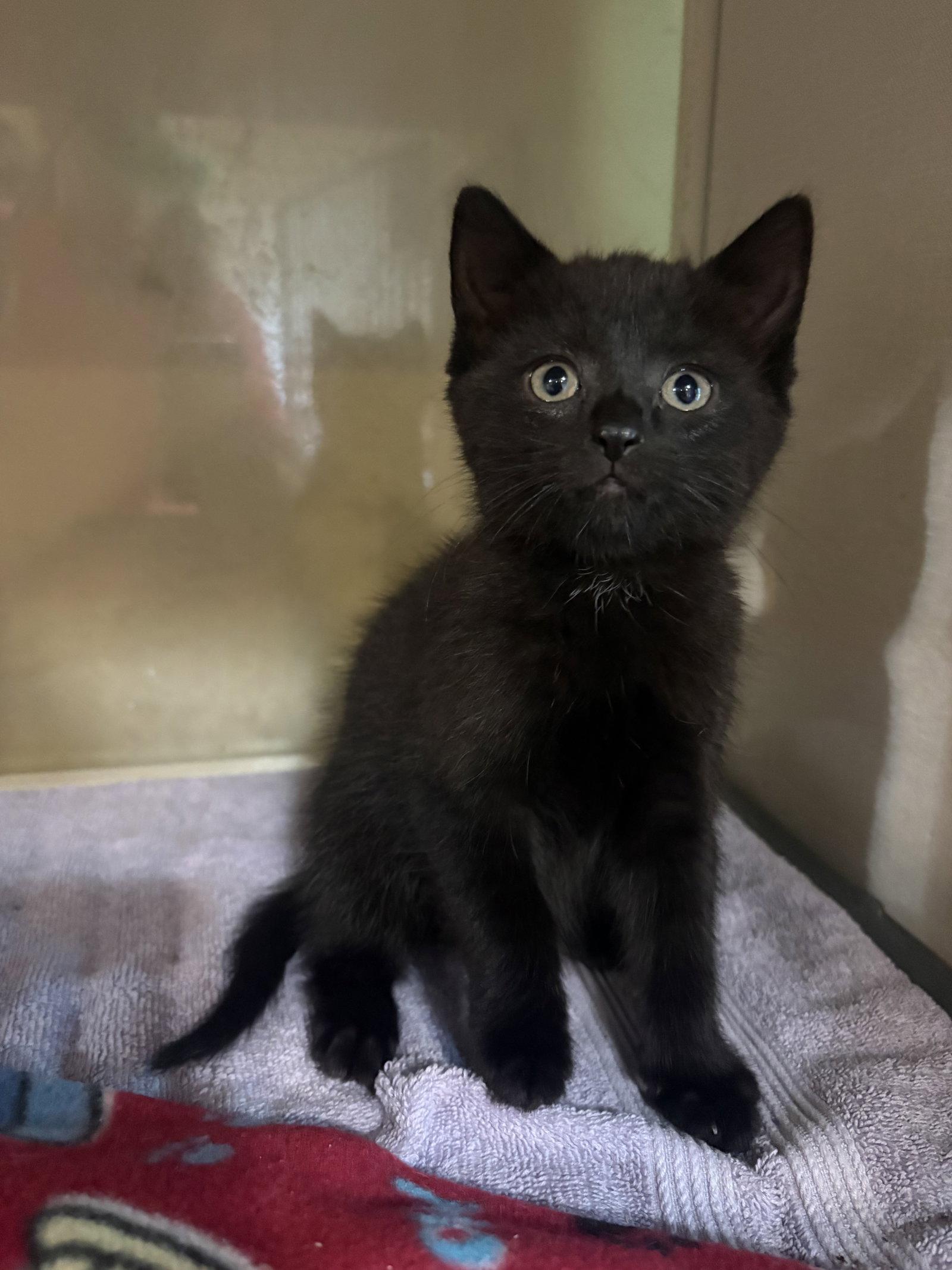 Enlarge Sparky, a Adopted Domestic Short Hair in Yardley, PA image 2/2