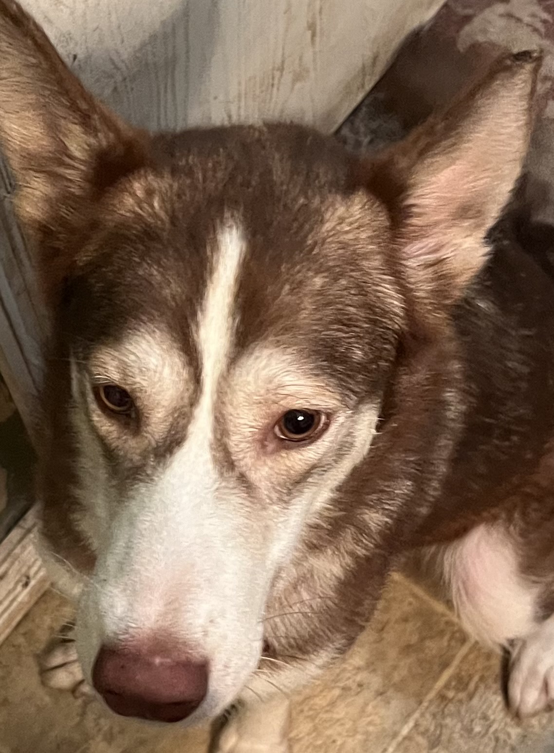 Enlarge Emma, a Adoptable Siberian Husky in Lakeland, FL image 2/3