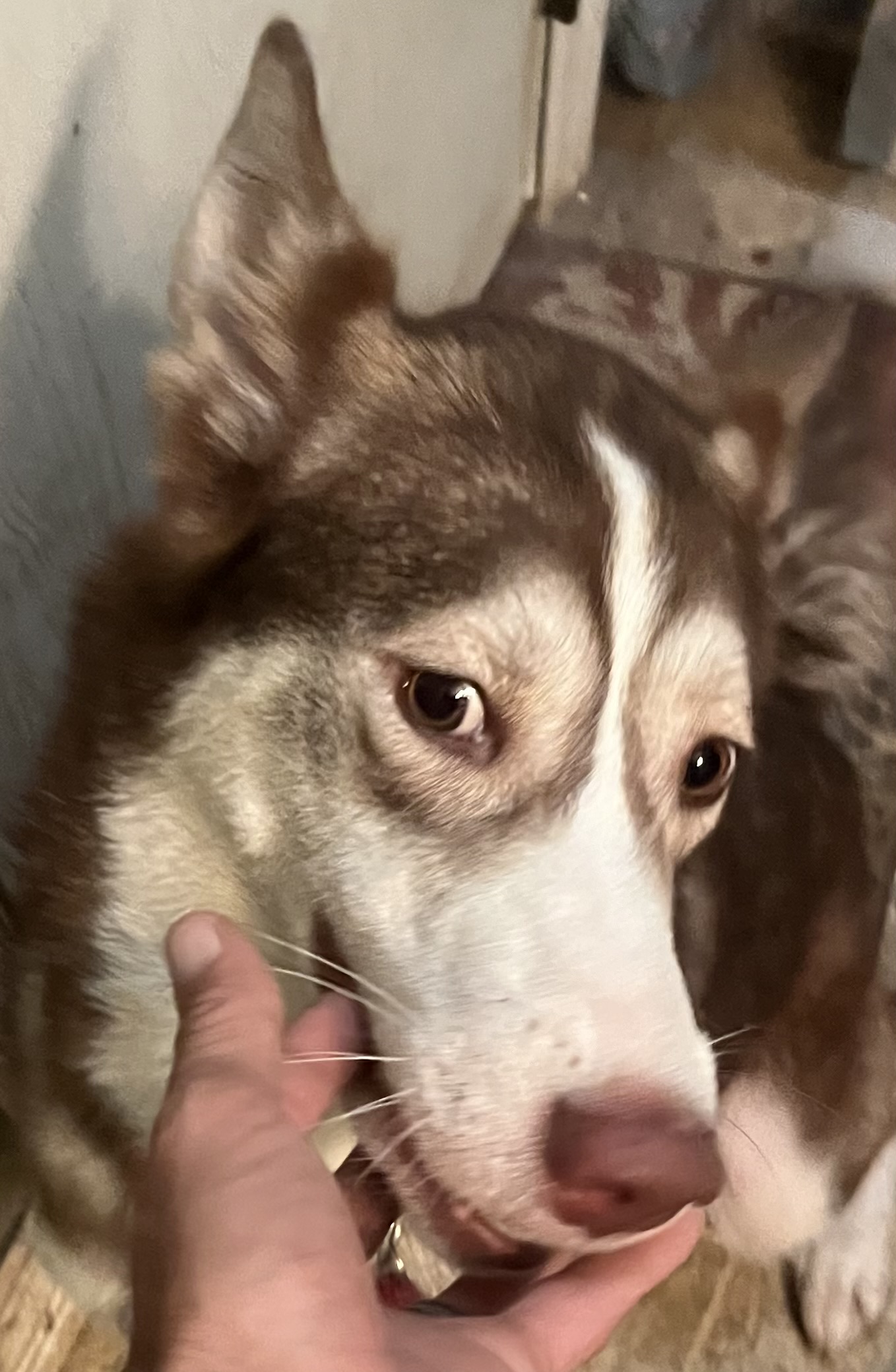 Enlarge Emma, a Adoptable Siberian Husky in Lakeland, FL image 3/3