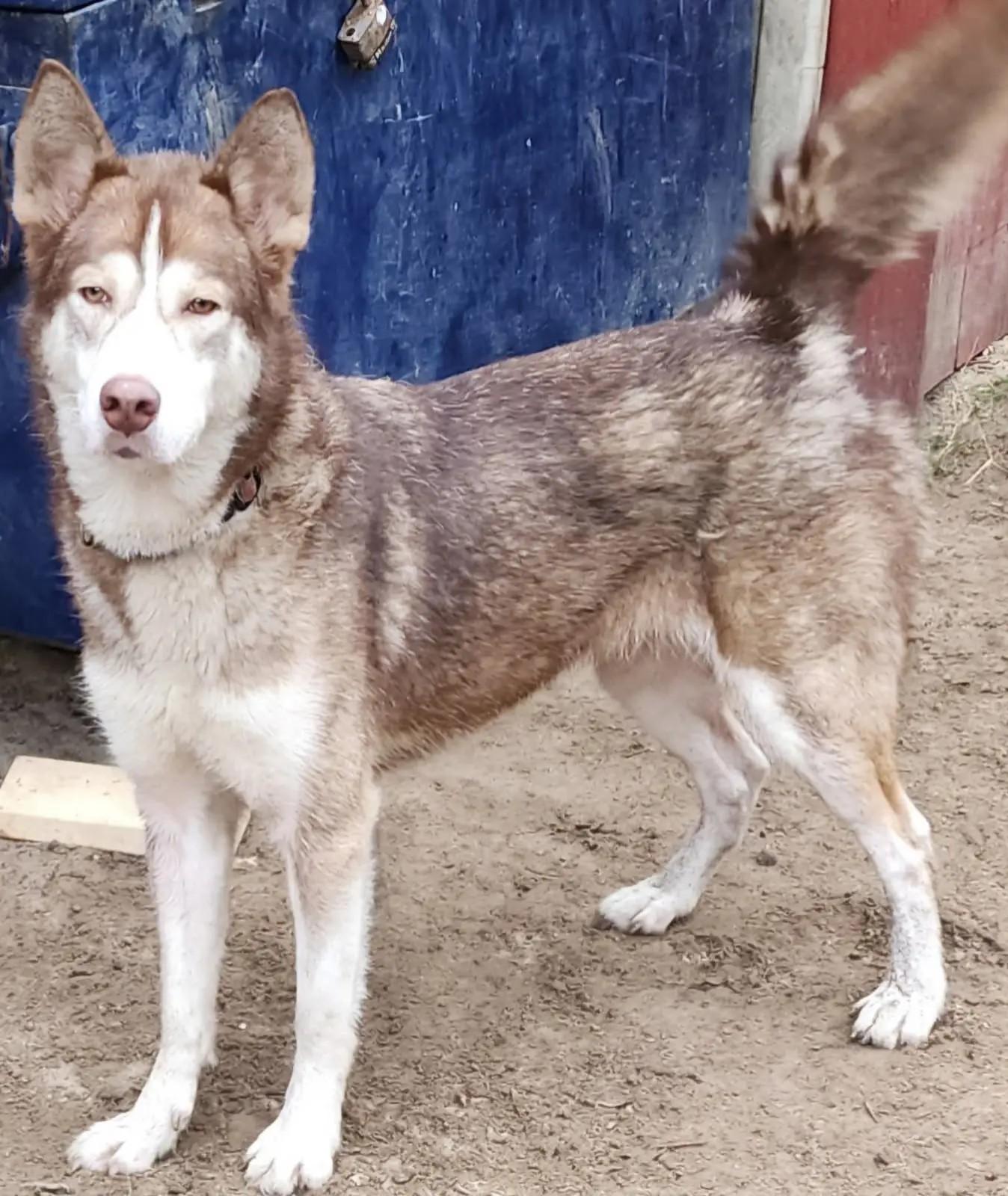 Enlarge Emma, a Adoptable Siberian Husky in Lakeland, FL image 1/3