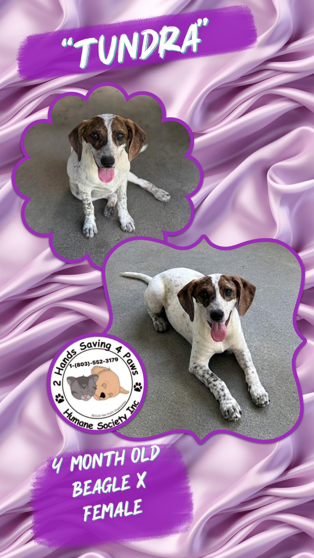 Enlarge Tundra, a Adoptable mixed breed in Totowa, NJ image 1/2