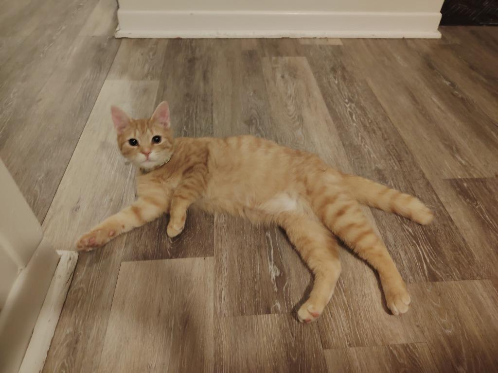 Marmalade 2, Adoptable, Kitten Male Domestic Short Hair.