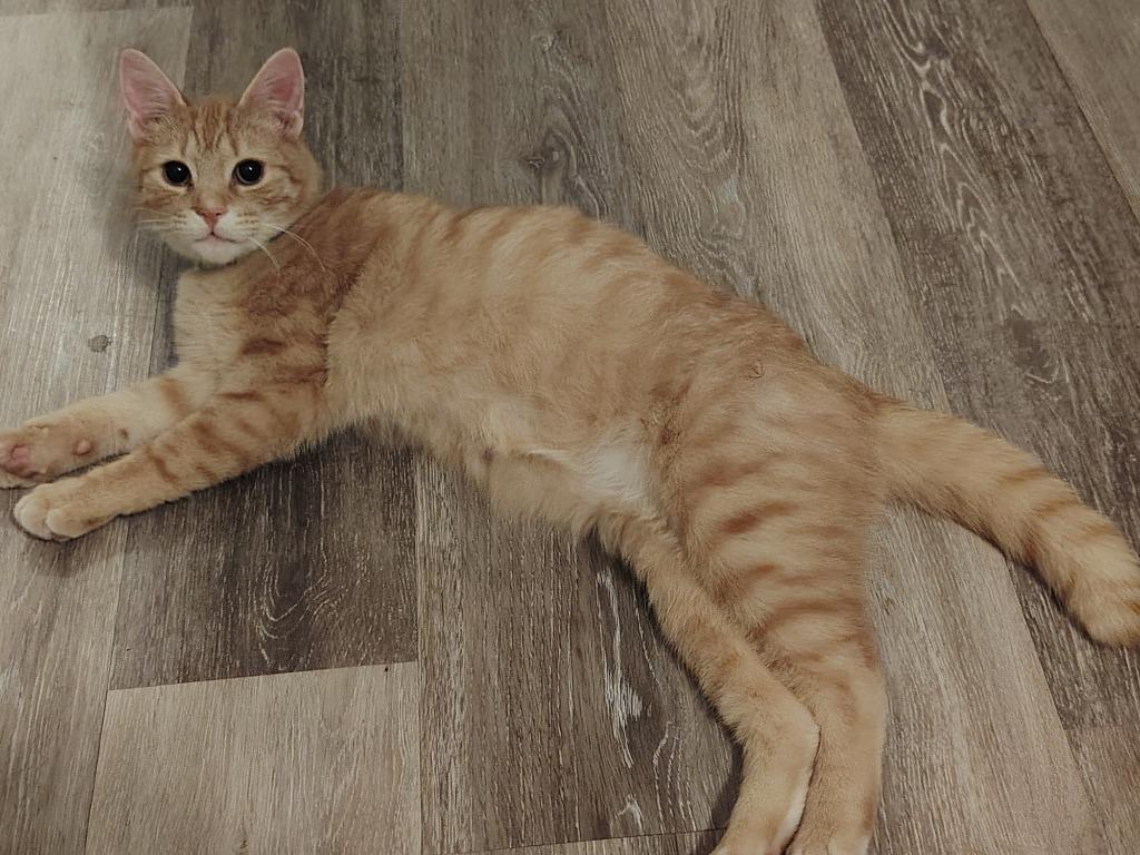 Enlarge Marmalade 2, a Adoptable Domestic Short Hair in Arthur, ON image 2/6