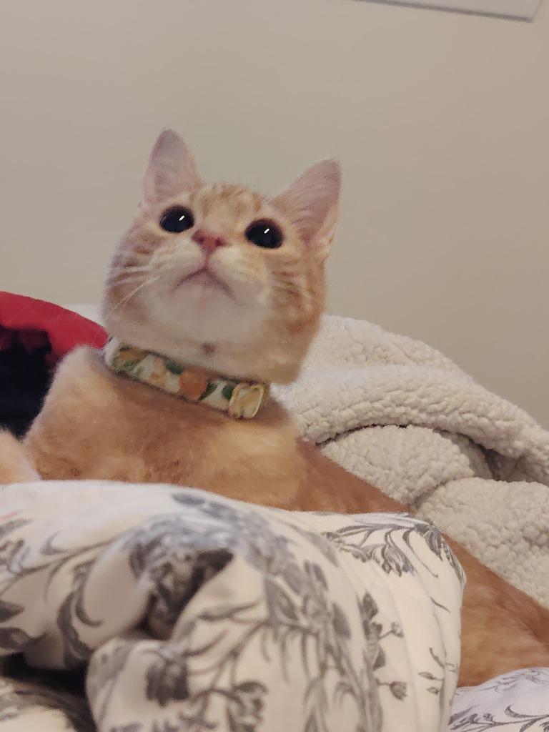 Enlarge Marmalade 2, a Adoptable Domestic Short Hair in Arthur, ON image 3/6