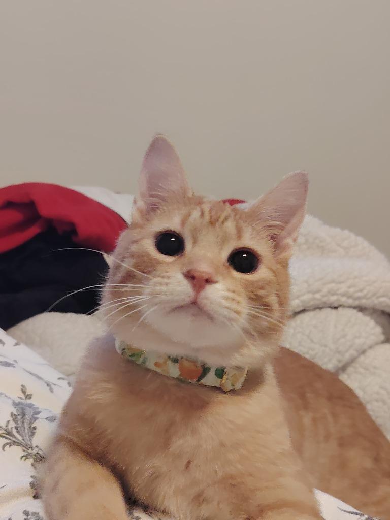 Enlarge Marmalade 2, a Adoptable Domestic Short Hair in Arthur, ON image 4/6