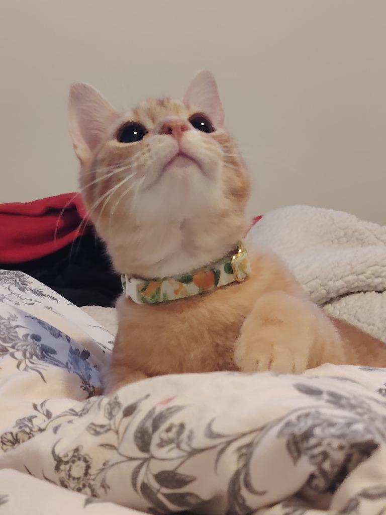 Enlarge Marmalade 2, a Adoptable Domestic Short Hair in Arthur, ON image 5/6