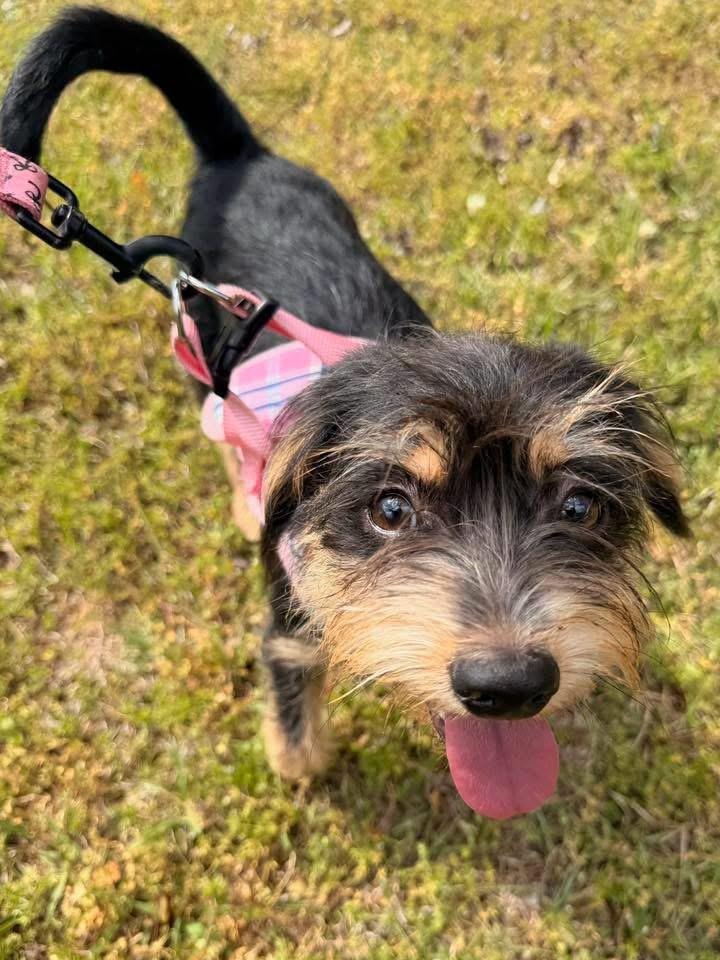 Enlarge Honeybear, an adopted mixed breed in Calera, AL image 5/5