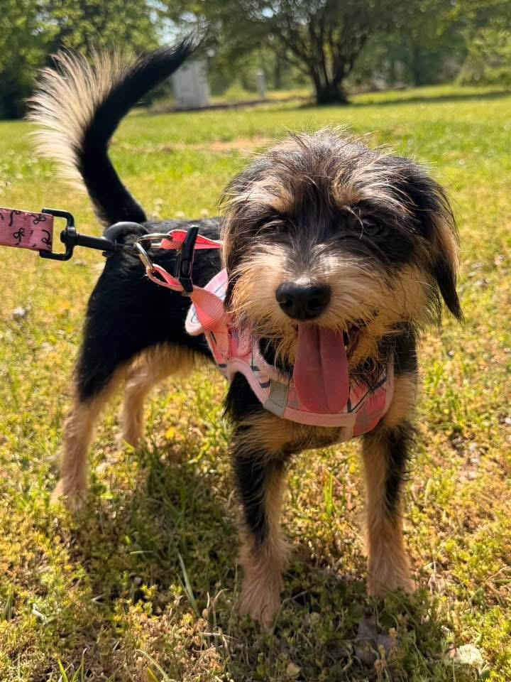 Enlarge Honeybear, an adopted mixed breed in Calera, AL image 3/5