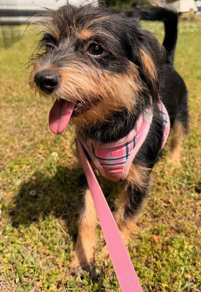 Enlarge Honeybear, an adopted mixed breed in Calera, AL image 2/5