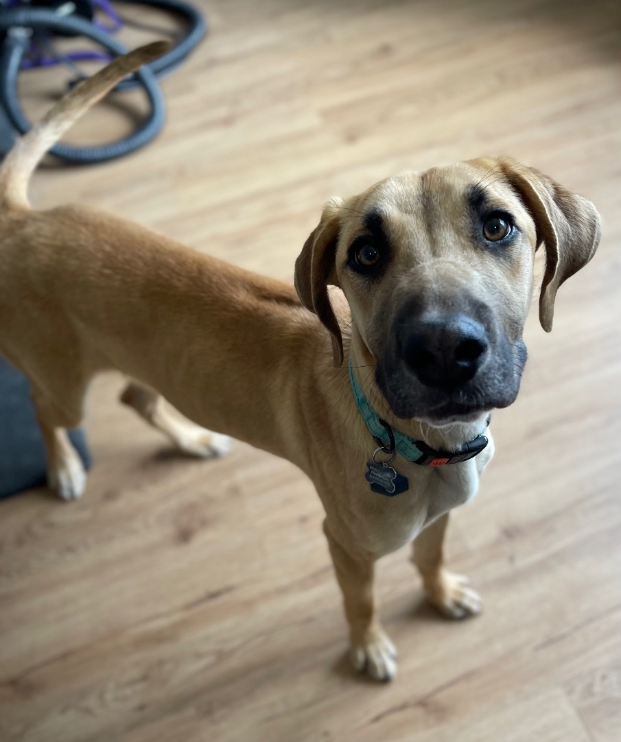 Scooby, Adopted, Puppy Male Great Dane & Mixed Breed.