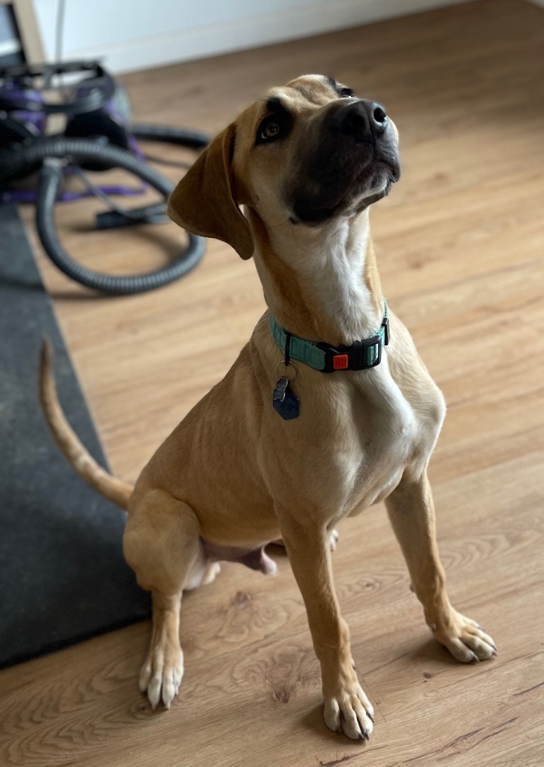 Scooby, a Adopted mixed breed in Willcox, AZ image 2/8