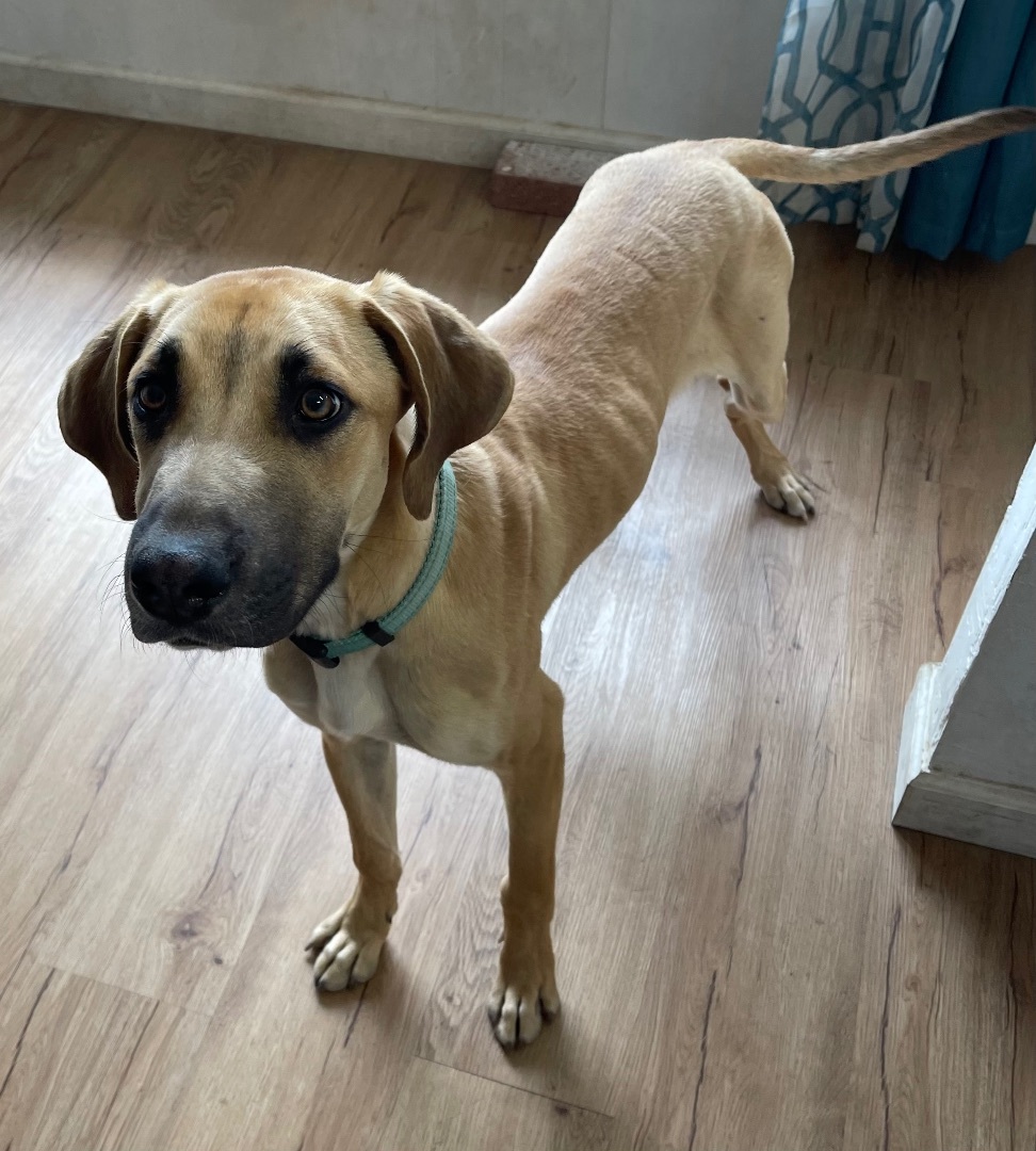 Scooby, a Adopted mixed breed in Willcox, AZ image 3/8