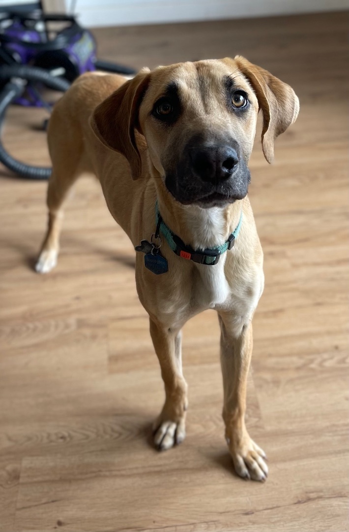 Scooby, a Adopted mixed breed in Willcox, AZ image 4/8