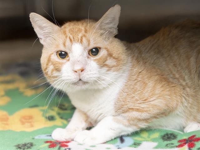 COTTON BALL, Adoptable, Senior Male Domestic Short Hair.