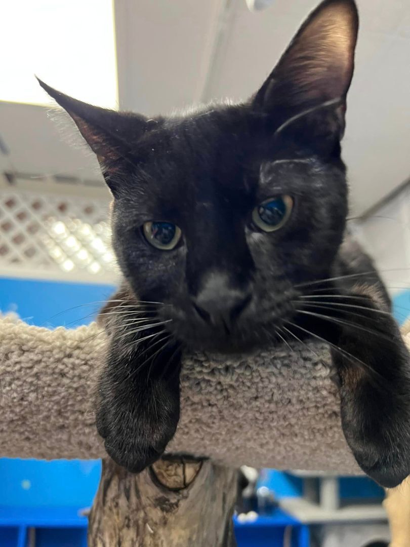 Summer, a Adoptable mixed breed in Chicago, IL image 1/6