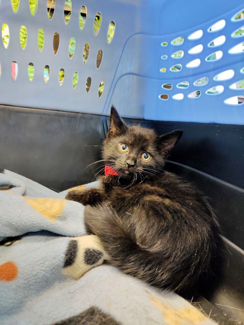 Summer, a Adoptable mixed breed in Chicago, IL image 2/6