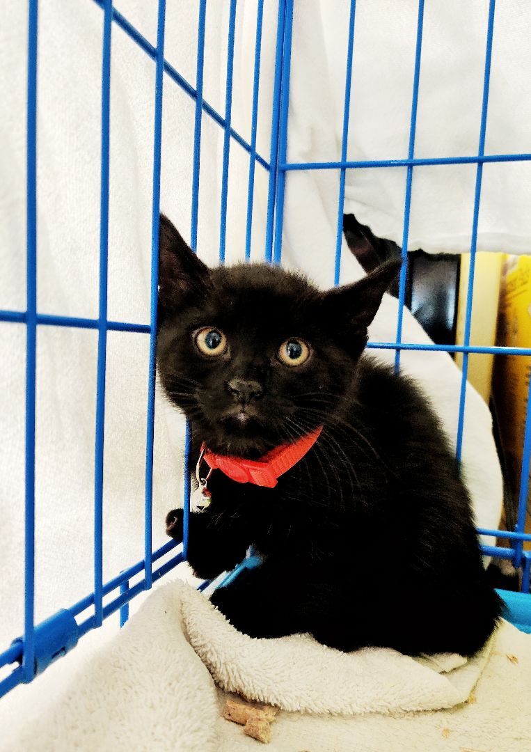 Summer, a Adoptable mixed breed in Chicago, IL image 3/6