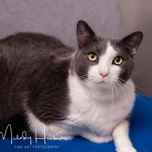 Leo, a Adoptable mixed breed in Brockton, MA image 4/6