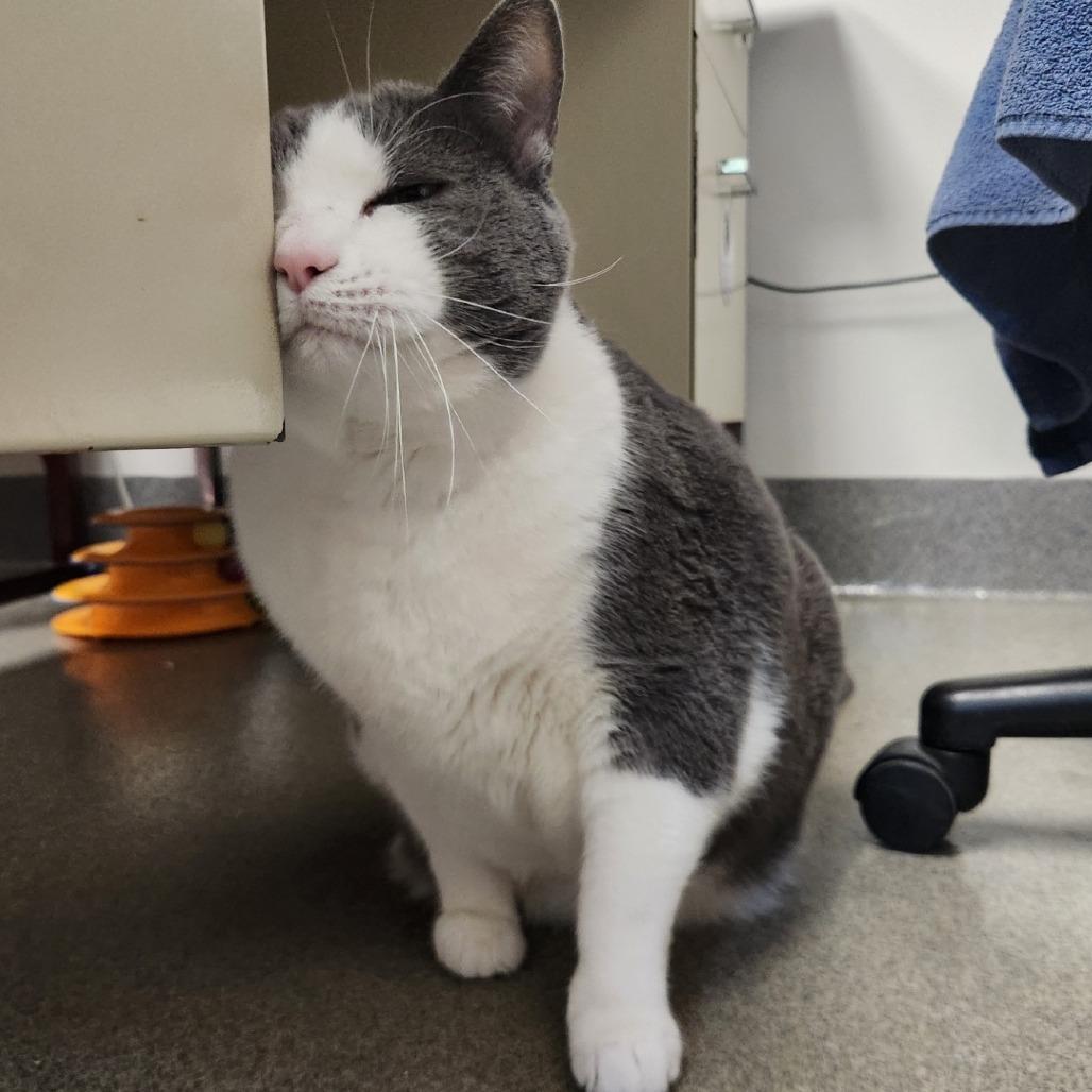 Leo, a Adoptable mixed breed in Brockton, MA image 5/6