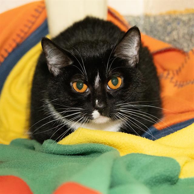 LOLA, Adoptable, Adult Female Domestic Short Hair.