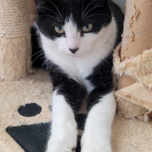 Enlarge Mona, a ADOPTABLE Domestic Short Hair in Morden, MB image 1/1
