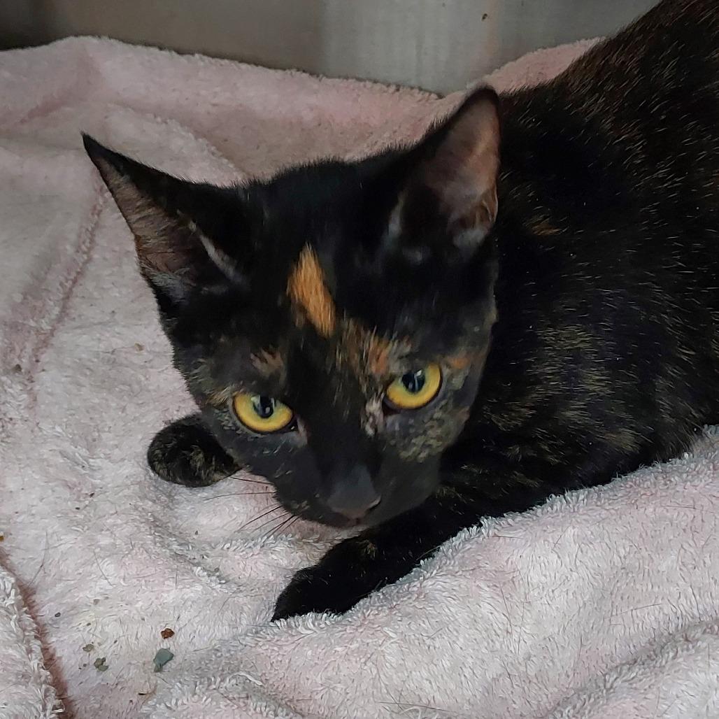 scotch, Adoptable, Adult Female Domestic Short Hair.