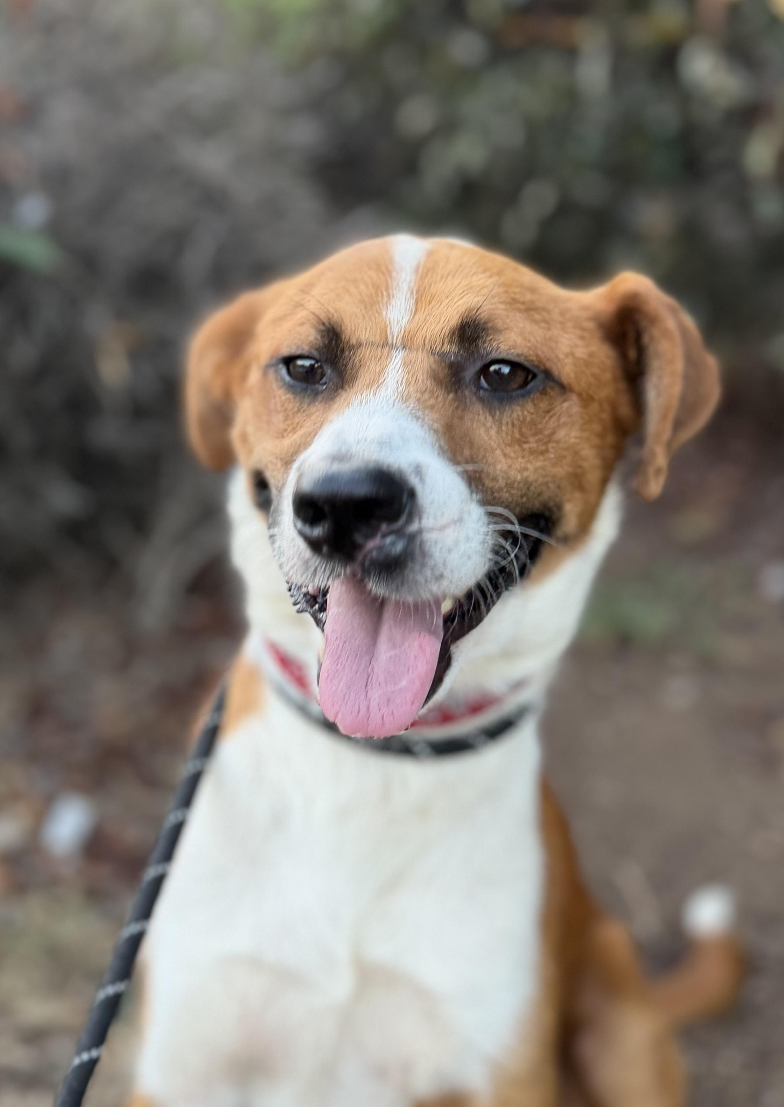 Boone, Adopted, Young Male Mixed Breed.