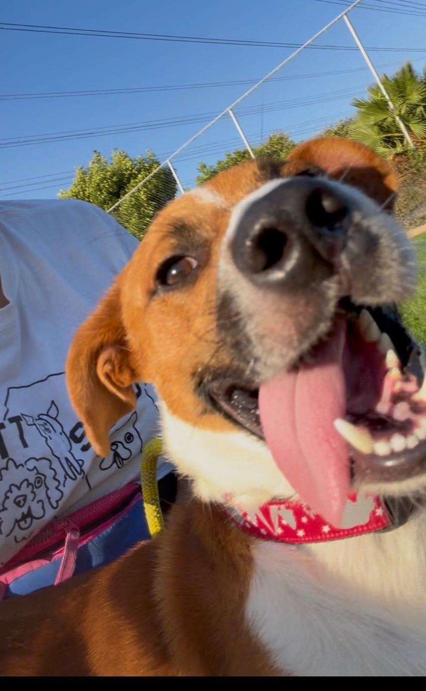 Enlarge Boone, a Adopted Mixed Breed in Los Angeles, CA image 2/3