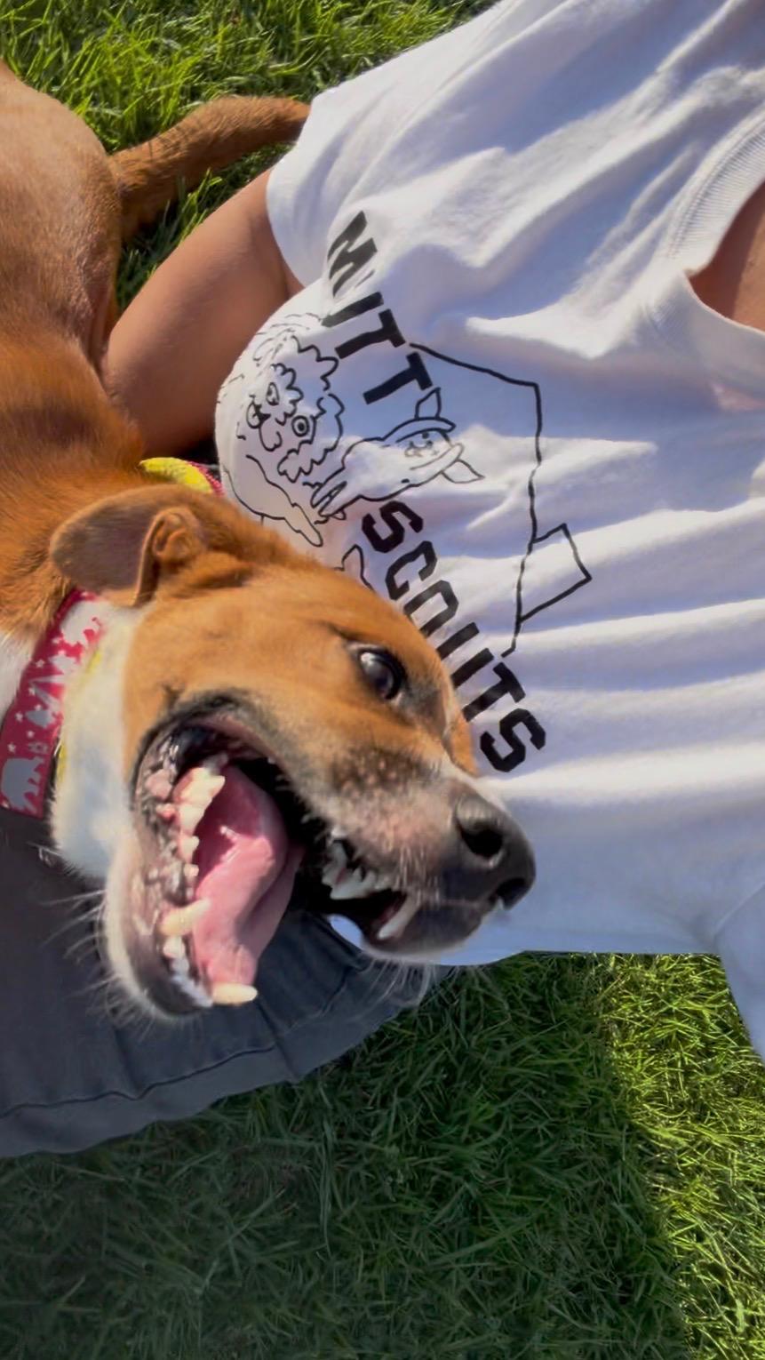 Enlarge Boone, a Adopted Mixed Breed in Los Angeles, CA image 3/3