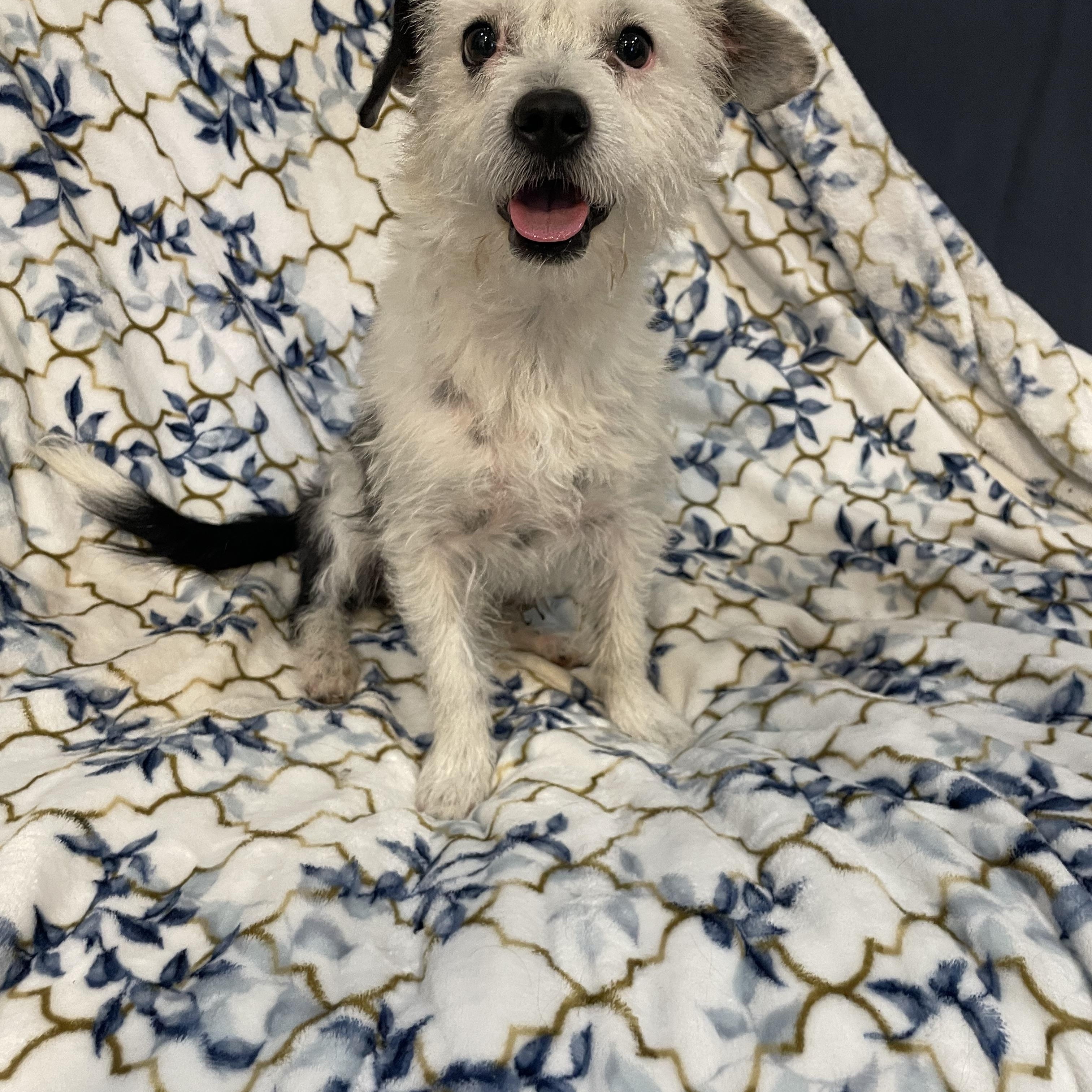 Domino, a ADOPTABLE mixed breed in Phoenix, AZ image 3/3