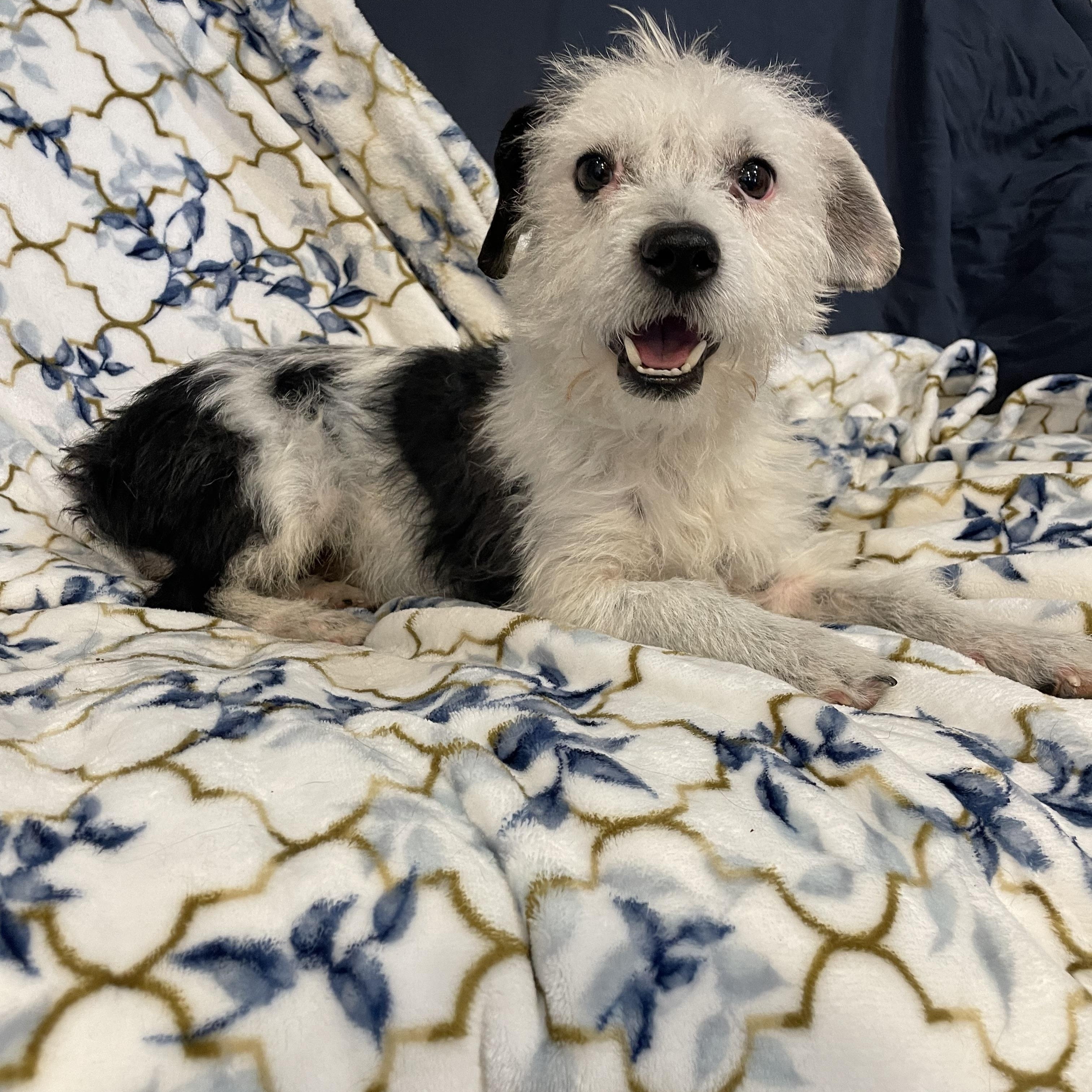 Domino, a ADOPTABLE mixed breed in Phoenix, AZ image 2/3
