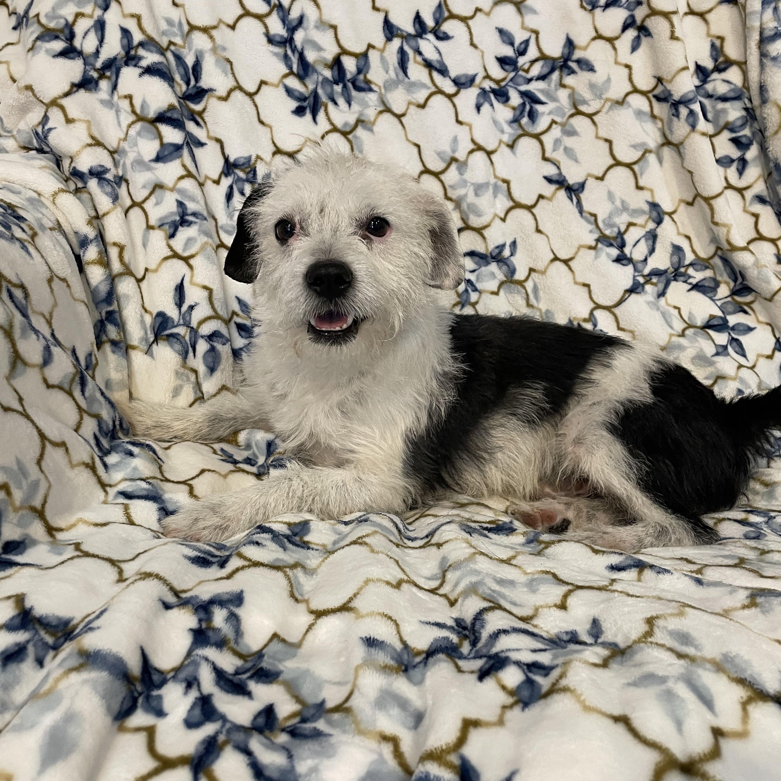 Domino, a ADOPTABLE mixed breed in Phoenix, AZ image 1/3