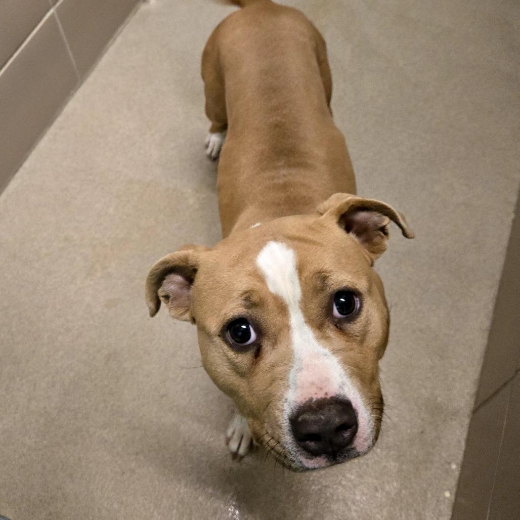 Mango, Adoptable, Young Female Mixed Breed.