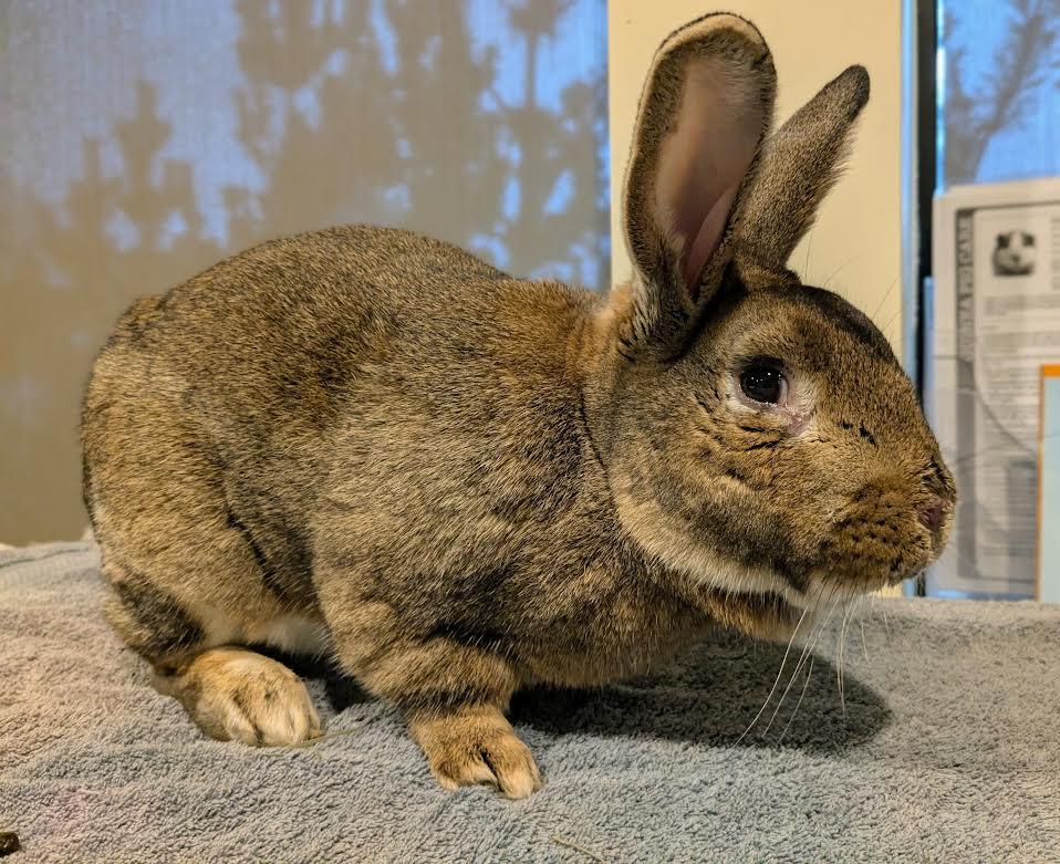 Alfalfa, a Adoptable American in Bellingham, WA image 2/3