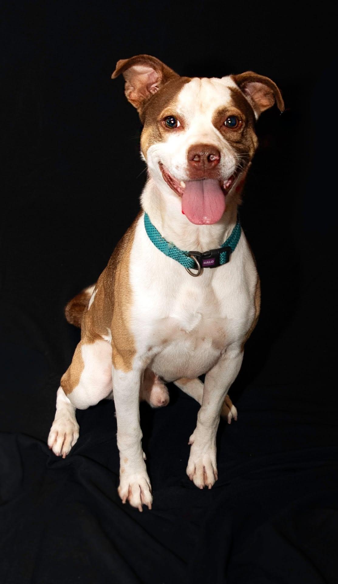 Enlarge happy, a Adoptable Mixed Breed in Granite City, IL image 1/1