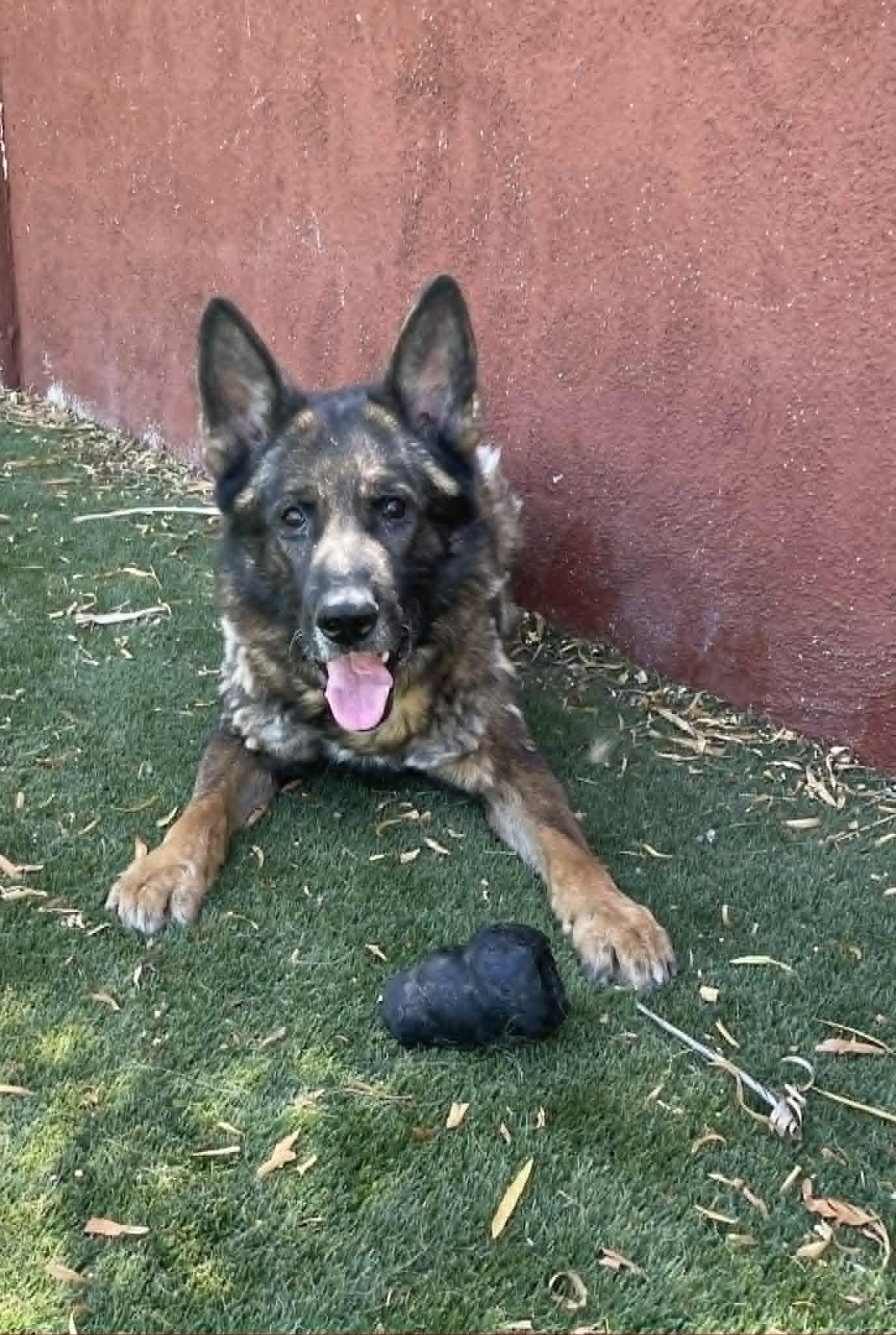 Dirk, a ADOPTABLE German Shepherd Dog in Glendale, AZ image 3/4