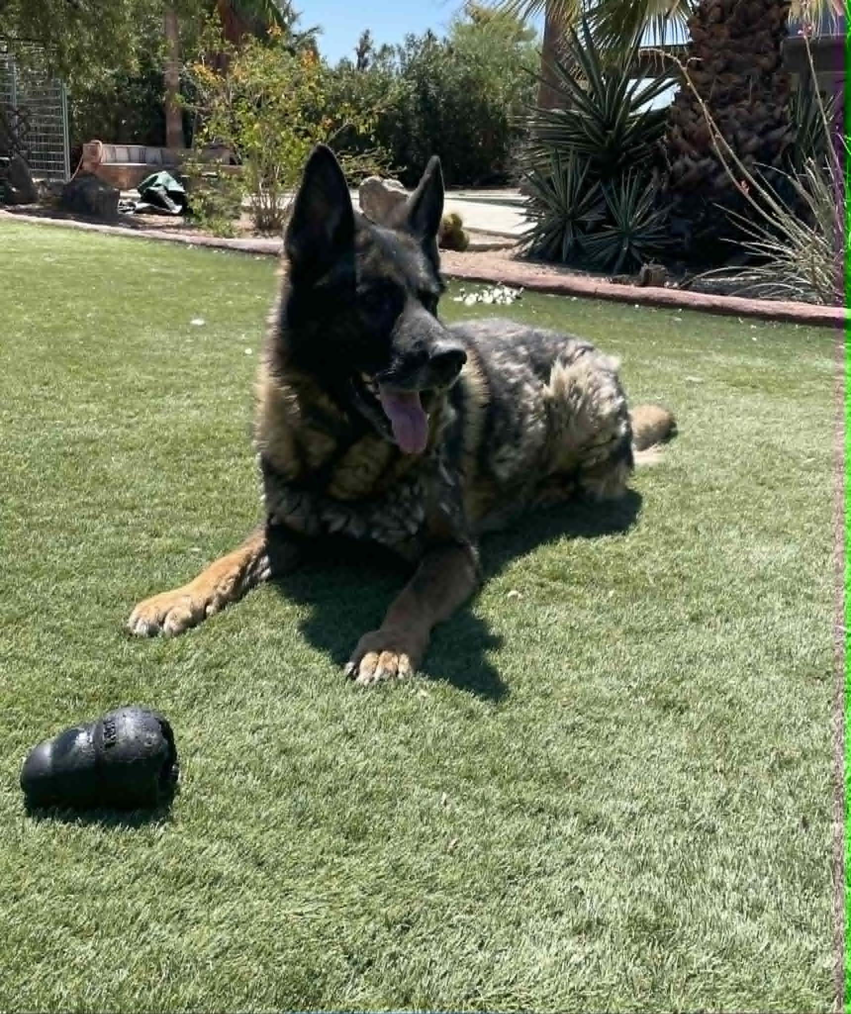 Dirk, ADOPTABLE, Senior Male German Shepherd Dog.